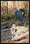 zwarte reiger_MG_6921